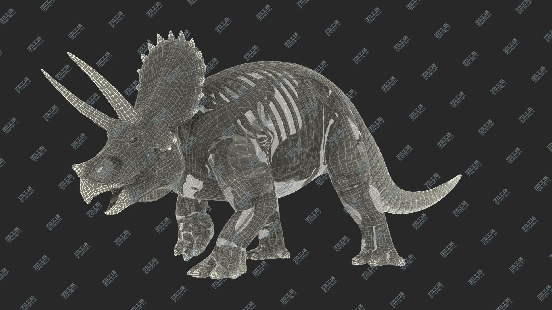 images/goods_img/202104093/Triceratops Fossil Walking Pose with Transparent Skin model/4.jpg